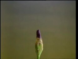 T/L flower - CU bud opening to purple Iris then closing and wilting, pale background Stock Footage