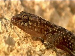 Pink Gecko (Hemidactylus turcicus), Parque Natural Cabo de Gata - Nijar (Almeria), Andalusia, Southern Spain Stock Footage