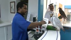 Cutting edge healthcare for royal falcons News Clip