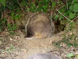MS Shot of European Badger standing and digging / Calvados, Normandy, France Stock Footage