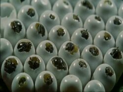 CU Caterpillar eggs as they begin to hatch, Botswana, Africa Stock Footage