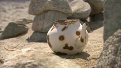 The sun shines on a rusted tea kettle in the desert. Stock Footage