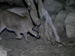 caracal  (Caracal caracal) hunting a rodent Stock Footage