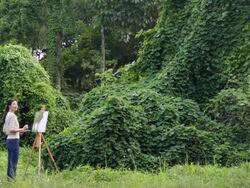 WS Woman painting on an easel in a forest. Stock Footage
