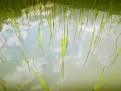 MS TU T/L Shot of rice plantation and mountains / Banaue, Philippines  Stock Footage