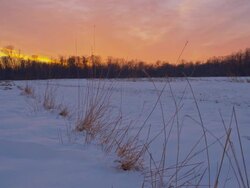 WS DS Blades Of Grass In Snow Stock Footage
