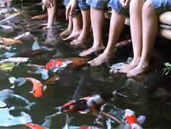 koi fishery 1 Stock Footage