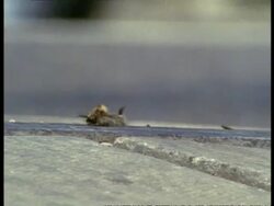 MCU Low angle, Vapourer Moth (Orgyia antiqua) Caterpillar crawling along pavement, England Stock Footage