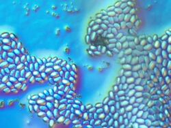 Fungal spores on blue Stock Footage