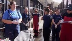VOICED : Marine center fights to save California seals and sea lions News Clip