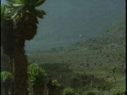 WA pan left from lush mountain landscape to Tree Senecio, Dendrosenecio adnivalis, on Rwenzori Mountain, Uganda, Africa Stock Footage