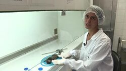 VOICED : Matanzas de monos en Rio de Janeiro por temor a fiebre amarilla News Clip