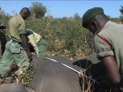 Malawi court puts relocation of 60 elephants on hold News Clip