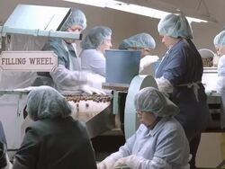 WS of workers at old olive processing plant where olives roll on vintage conveyor belt for canning  / Ontario, California, USA Stock Footage