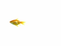 Big Fish Wants to Small fishes 1080p Stock Footage