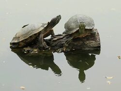 Turtles rest on a timber Stock Footage