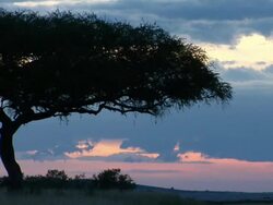 WS, Silhouette of acacia tree against sky at sunset, Masai Mara Game Reserve, Rift Valley, Kenya Stock Footage