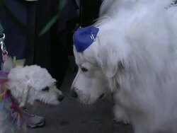 Evanger's Presents 'Passover Seder For Dogs' Hosted By Dog News Daily Stock Footage