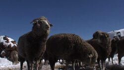 Mountain Sheep in Lesotho Highlands Stock Footage