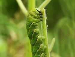 Caterpillar eats plant Stock Footage