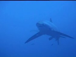 Thresher shark (Alopias vulpinus) behaviour coming into cleaning stations to be cleaned, Malapascua, Philippines Stock Footage