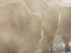 MS ZO Bison group walking in snowy landscape with lots of steam from hot springs / Yellowstone National Park, Wyoming Stock Footage