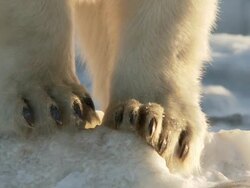CU TD TU SLO MO Shot of polar bear / Churchill, Manitoba, Canada Stock Footage