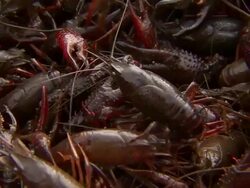 Shot of several crawfish in a red basket. Stock Footage