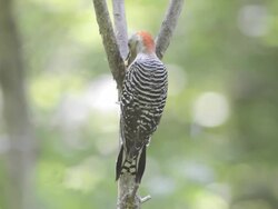 WS View of Female red bellied woodpecker (Centaurus carolinus) eating homemade suet placed in the fork of a tree / Valparaiso, Indiana, United States  Stock Footage