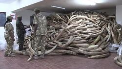 CLEAN : New boss aims to get Kenyas wildlife service back on track News Clip