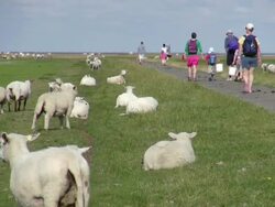 WS Shot of people walking through salt meadow and sheep's near Westerhever, North Sea North Frisia / Westerhever / Westerhever, Schleswig Holstein, Germany Stock Footage
