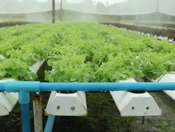 Hydroponics Vegetable Stock Footage