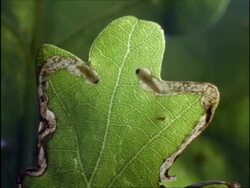 Time lapse - MCU 2 Leaf Mining Caterpillars feeding on then cutting disc from leaf, UK Stock Footage