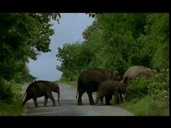 Asian Elephant (Elephas maximus) herd crossing road, Bandipur Stock Footage