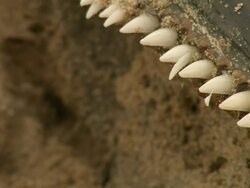 ECU Shot of row of teeth on bottlenose dolphin carcass / Port Elizabeth, Eastern Cape, South Africa Stock Footage