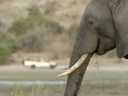 MS R/F Shot of Tourists on gamedrive vehicle in Chobe national park to Elephant feeding / Kasane, Botswana, South Africa Stock Footage