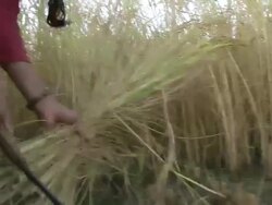 MS Native women harvesting cereal crop with scythe / Birendranagar, Surkhet, Himalayan foothills, Nepal     Stock Footage