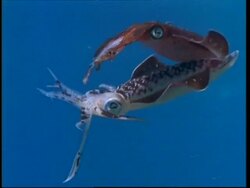 Caribbean Reef Squid (Sepioteuthis sepioidea) male display to female Stock Footage