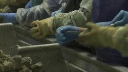 Workers shuck oysters in a processing facility. Stock Footage