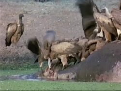 MCU group of White-backed Vultures (Gyps africanus) on top of hippo carcass lying in water, eating carcass, Mana Pools, Zimbabwe Stock Footage