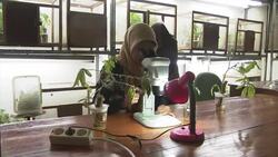 Scientists release wasps to combat pests threatening the cassava crop News Clip