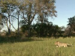 MS TS Shot of male lion walking through tall grass / Okavango Delta, North-West District, Botswana Stock Footage