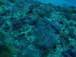 MS TS Shot of Scorpion fish lying on sea floor then darting away and settling again / Matola, Maputo, Mozambique Stock Footage