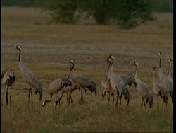 WA Cranes feeding in field, get disturbed, pan left as they take flight, Gujarat, India Stock Footage