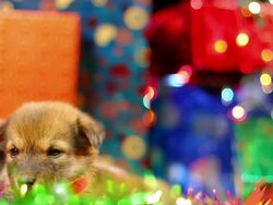 Puppy christmas and gift boxs Stock Footage