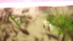 Aquarium full of colorfull fish Stock Footage