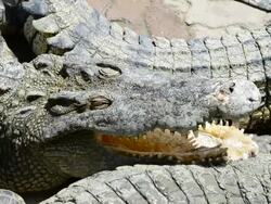 Crocodile Stock Footage