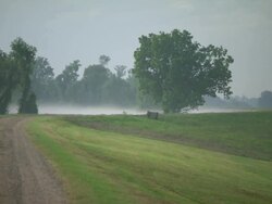 WS Low mist hovers above Mississippi river surface in distance from rural path / New Orleans, Louisiana, United States Stock Footage