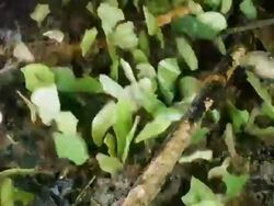 Time-lapse of Leaf Cutter Ants (Atta sp.) carrying pieces of leaves to their nest at night in the rainforest, Ecuador Stock Footage