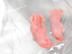 Rat Newborn Animal. Stock Footage